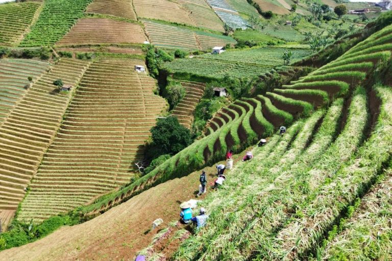 Pengasapan, Cara Petani Lembah Panyaweuyan Awetkan Bawang Merah