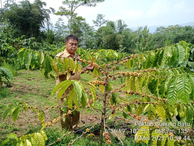 Petani Kopi Sukamakmur Masuki Masa Panen
