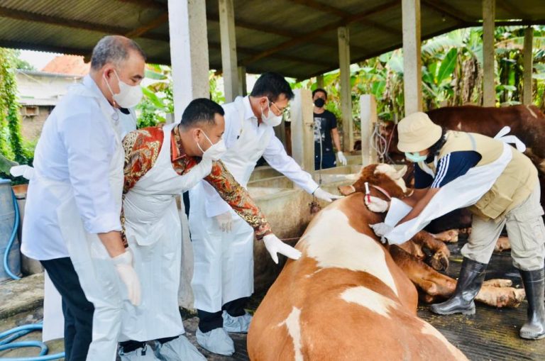 Mentan SYL Tinjau Posko dan Peternakan di Gresik, Pastikan Penanganan PMK Terkendali dan Optimal