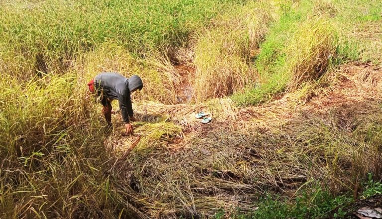 Tikus Serang Persawahan di Tegalwangi