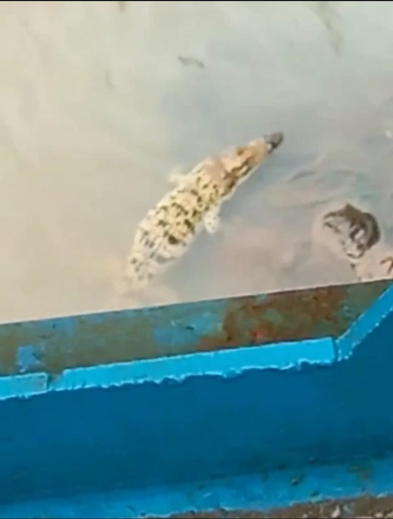 Heboh, Buaya Muncul di Cisadane