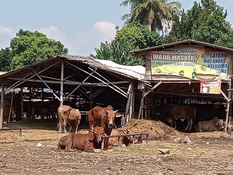 Waduh, Sapi di Pasar Hewan Jonggol Belum Dapat Vaksin dari Pemerintah 