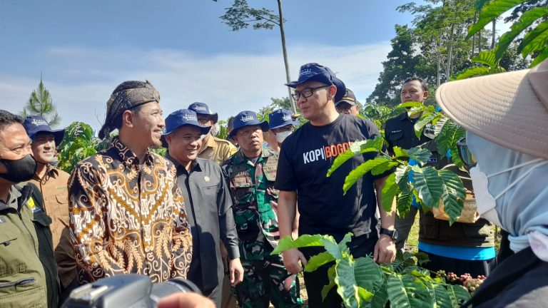 Petani Kopi di Sukamakmur Panen Raya Capai 20 Ton