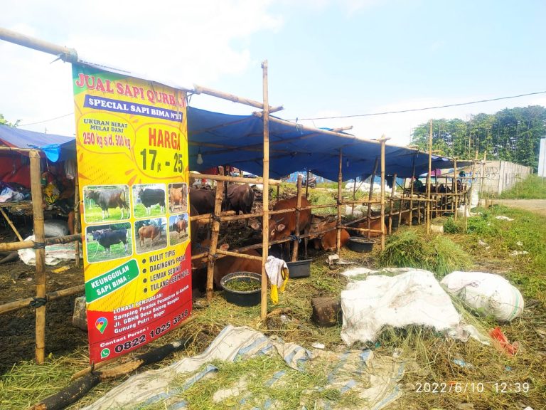 Jelang Idul Adha, Sapi NTB Mulai Marak di Pasaran