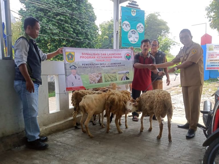 Ketahanan Pangan Leuwimekar, Kelompok Tani Diberi Bibit Limo dan Kambing