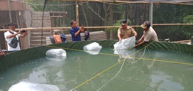 Ketahanan Pangan, Desa Batutulis Budidaya Ikan Lele dan Bawal