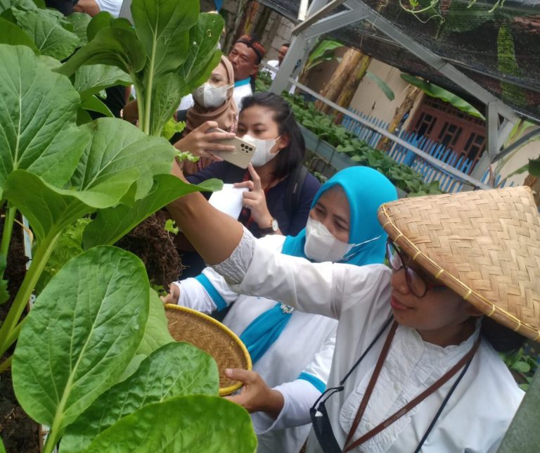 Warga Cicadas Fokus Kembangkan Pertanian Hidroponik