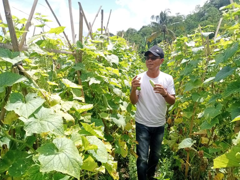 Panen Mentimun di Desa Kalongliud Sekali Panen Capai 2 Ton 