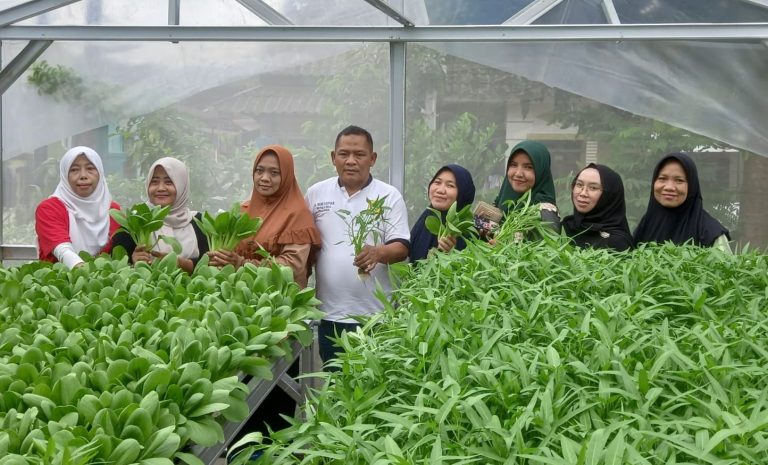 Pemdes Cileungsi Budidayakan Tanaman Hidroponik