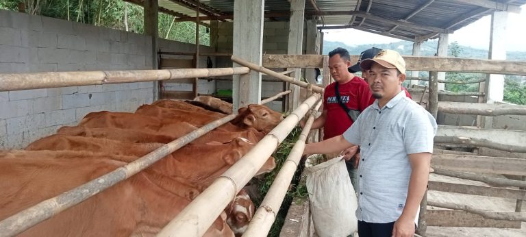 Melalui Ketahanan Pangan, Pemdes Pangkaljaya Programkan Penggemukan Sapi