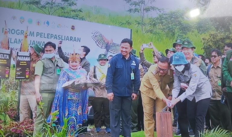 Taman Safari Lepas Liarkan Sepasang Elang Jawa