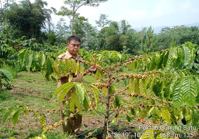 Ini Kendala Kopi Produk Sukamakmur Kurang Berkembang 
