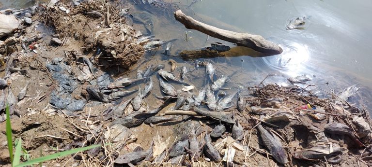 Tercemar Limbah B3, Ikan di Aliran Sungai Cileungi Hingga Bekasi Banyak yang Mati