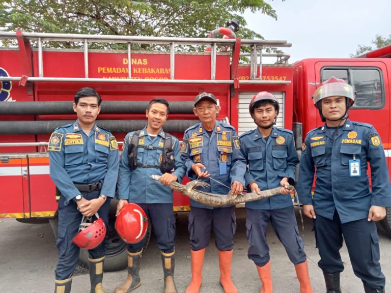 Damkar Leuwiliang Evakuasi Biawak dari Plafon Rumah Warga