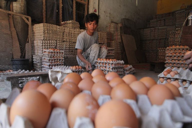 Harga Telor dan Daging Ayam Masih Tinggi