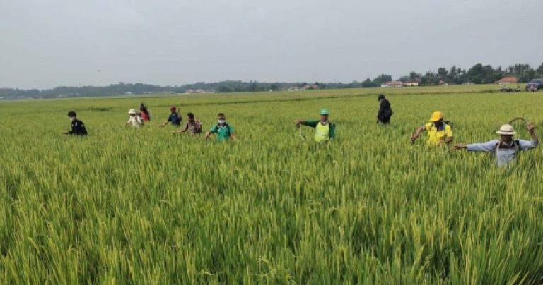 Peneliti BRIN Kritisi Kepopuleran Biosaka