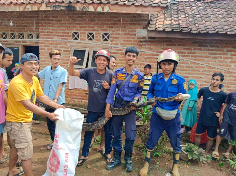 Kerap Memangsa Ternak Warga, Ular Sanca Sepanjang 4 Meter Ditangkap Petugas Damkar Leuwiliang