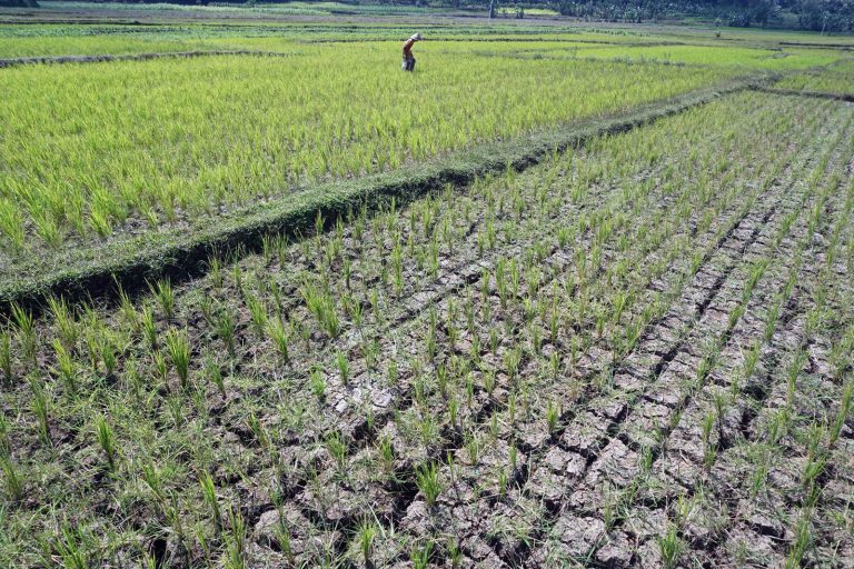 Masuki Musim Kemarau, Sungai dan Sawah di Sukamakmur Mulai Kering