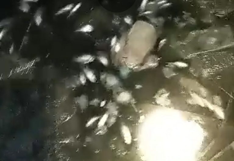 Sungai Cileungsi Kembali Dicemari Limbah