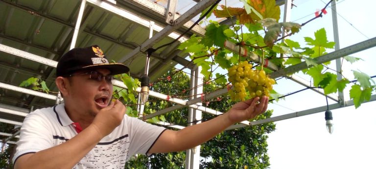 Hias Kampung, Pemdes Mekarjaya Bakal Tanami Anggur di Tiap Gang