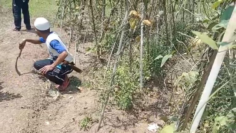 Petani di Kalongliud Beralih Tanam dari Padi ke Sayuran
