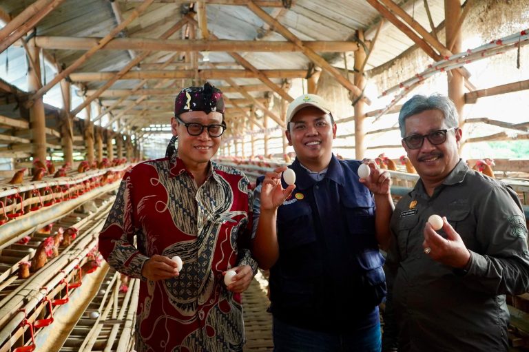 Lihat Ceruk Pasar, Petani Milenial Ini Tangkap Peluang Dari Ayam Arab