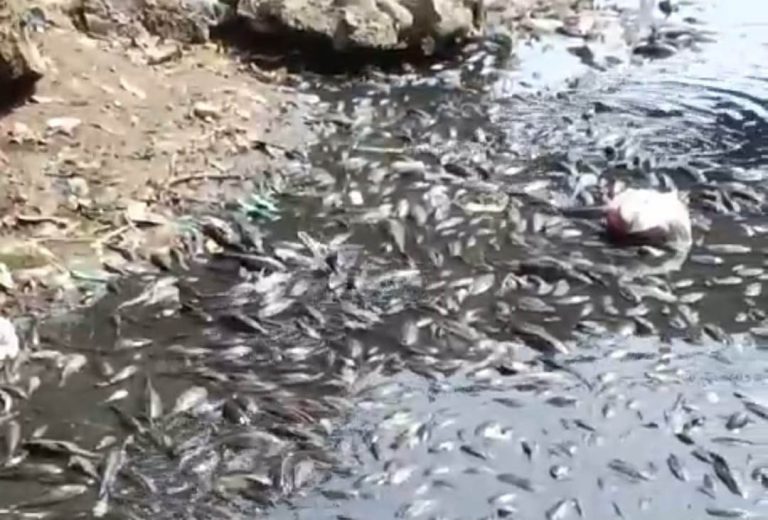 Masyarakat Gerah, Kondisi Sungai Cileungsi Makin Parah