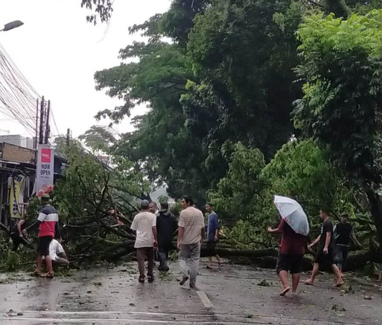 Hujan Deras Disertai Angin Kencang Robohkan Dua Pohon Besar Di Jalan Raya Loji