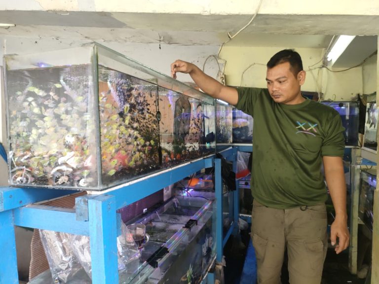 Bisnis Ikan Hias di Bogor Masih Sepi