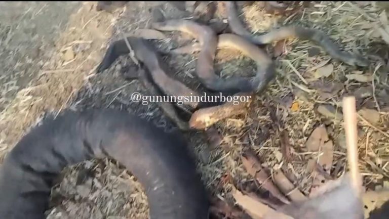 Lahan Kosong Kebakaran, Warga Temukan Puluhan Ekor Ular Mati Terpanggang