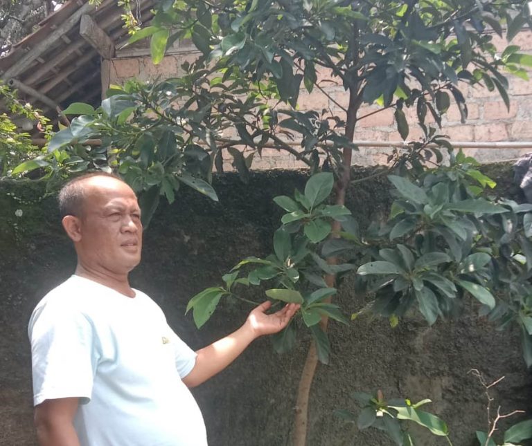 Desa Karyasari Kini Jadi Sentra Buah Alpukat Miki