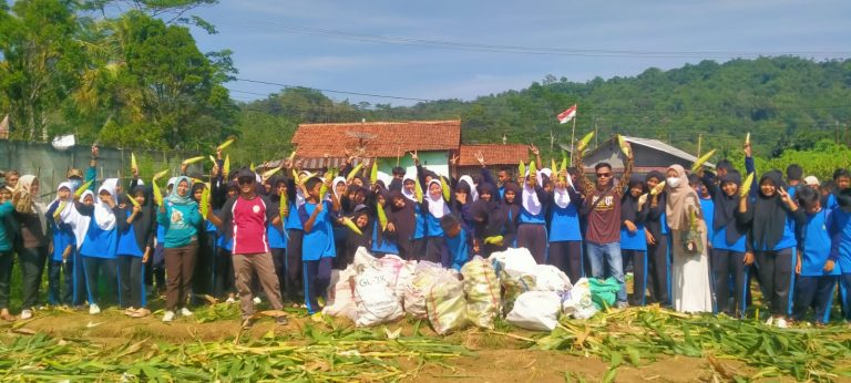 Implementasi P5, SMP Darul Fikri Nanggung Panen Jagung