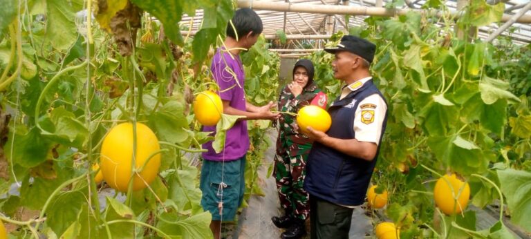 Melon Minions Cikarawang Unggul Diapresiasi Camat Dramaga