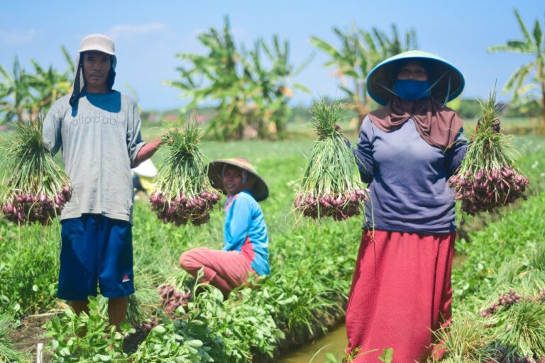 Jaga Pangan, P4S Sinergi Brebes Inovatif Siap Amankan Pasokan Bawang Merah