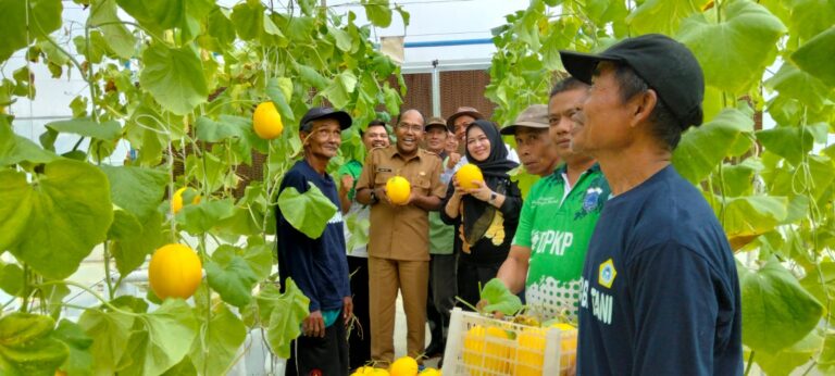 Gunakan Jasa Penyerbukan Lebah, Panen Melon Petani Pandeglang Melimpah