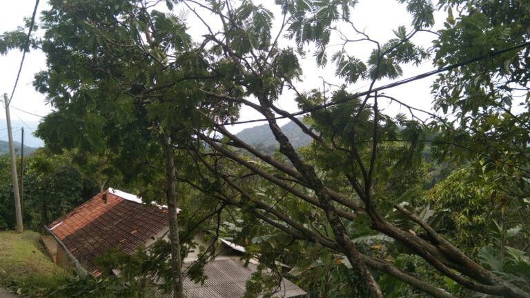 Warga tak Berani Tebang Pohon Petai yang Roboh Timpa Kabel Listrik Tegangan Tinggi