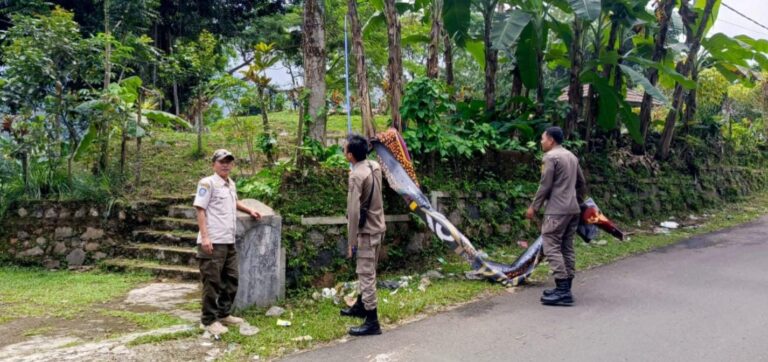 Puluhan Spanduk Ditertibkan Pol PP Cisarua