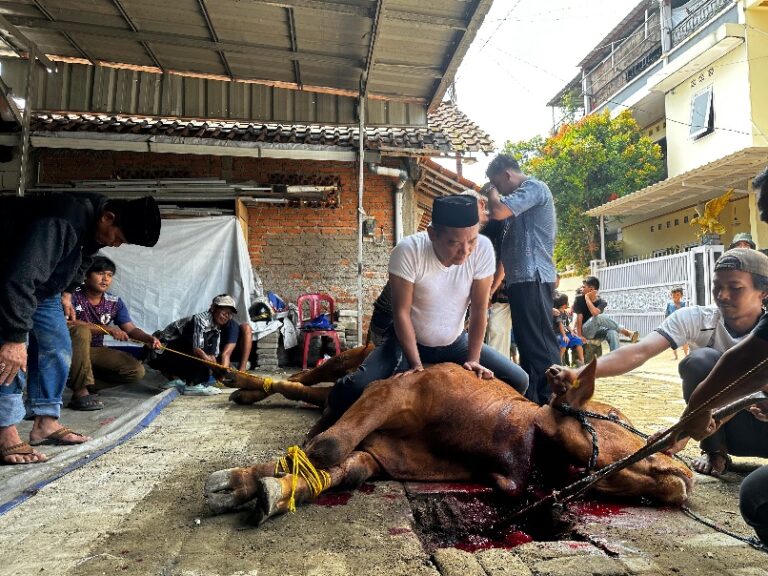 Hari Raya Idul Adha 1445 H, Partai Demokrat Kabupaten Bogor Sembelih 3 Ekor Sapi dan 5 Ekor Kambing