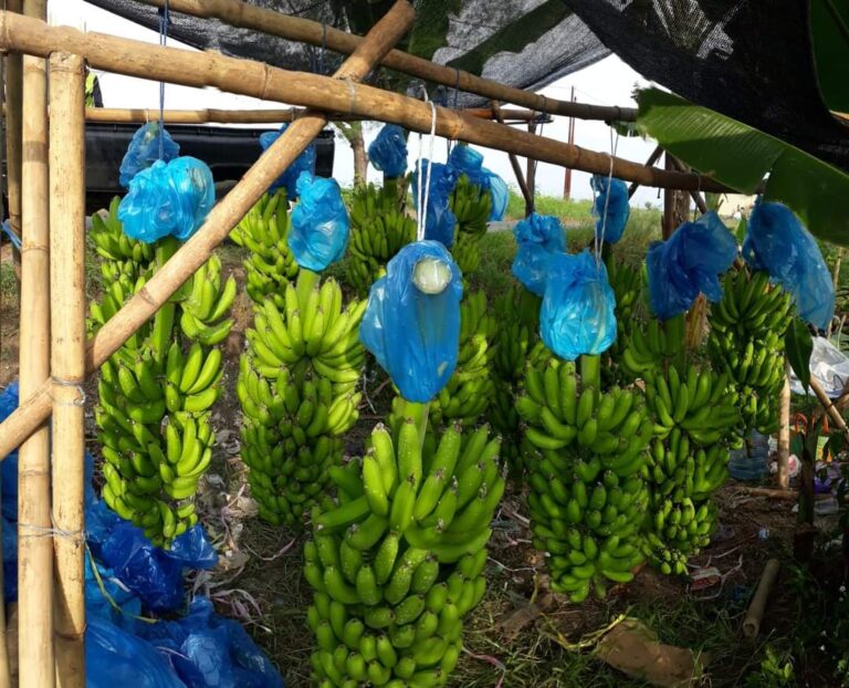P4S Kaniang Banana Dukung Program Ketahanan Pangan Nasional Kementan dengan Pisang Cavendish