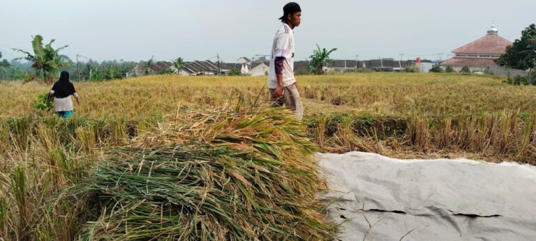 Memasuki Masa Panen, Petani Sukabumi Justru Resah. Apa Pasalnya?