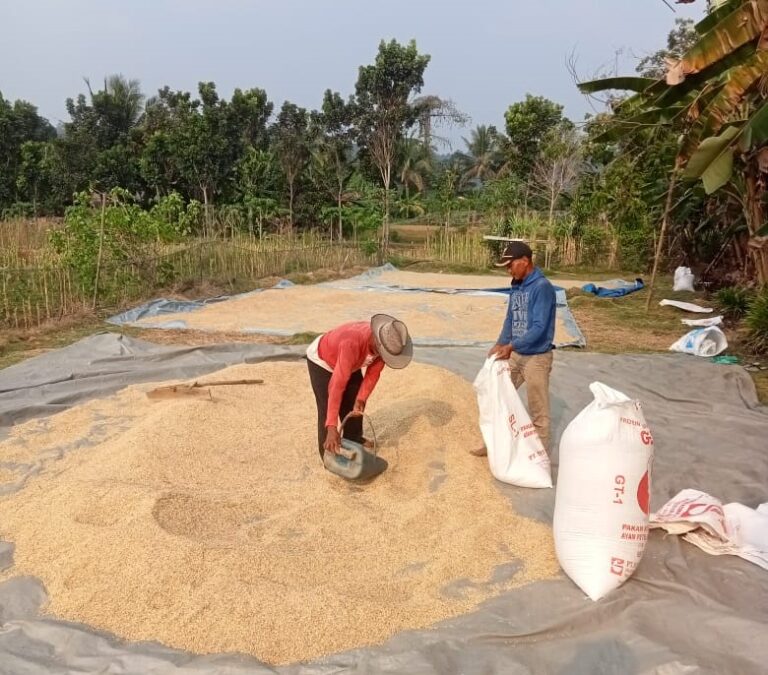 Tengkulak Terapkan Harga Suka-Suka, Petani di Klapanunggal Bogor Berharap Bulog Segera Turun Tangan