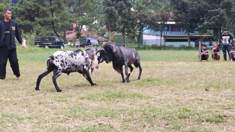 Maniak Domba Garut Adu Ketangkasan di Pamijahan