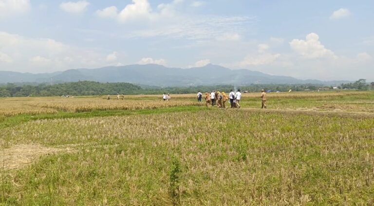 Dukung Ketahanan Pangan, Pemkab Bogor Bakal Gelar Panen Raya