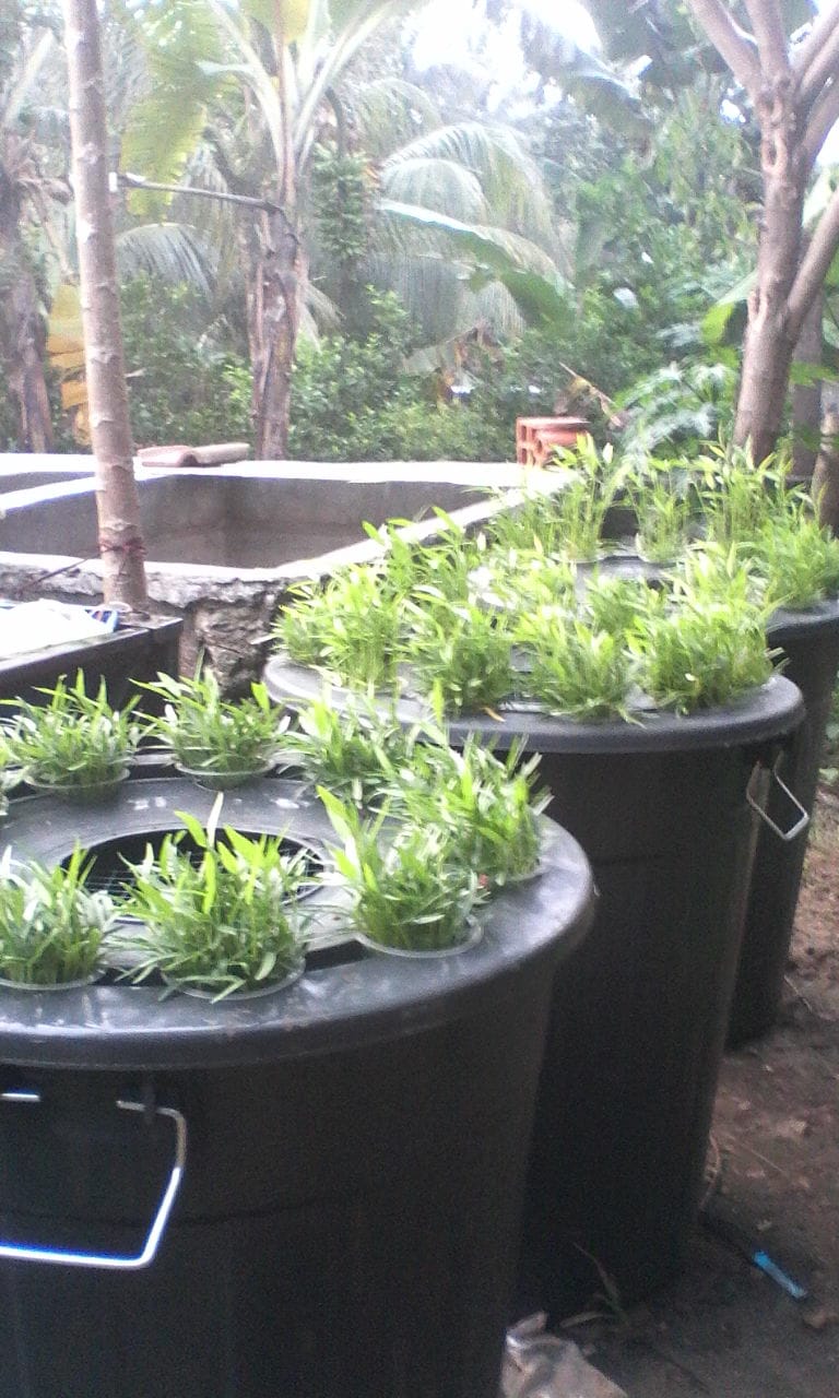 Budikdamber Budidaya Ikan didalam Ember