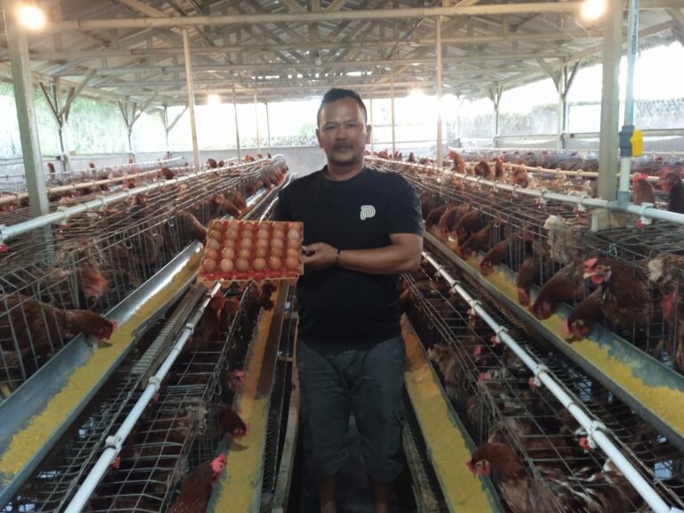 Ayam Petelur Jadi Andalan Ketapang Citeko