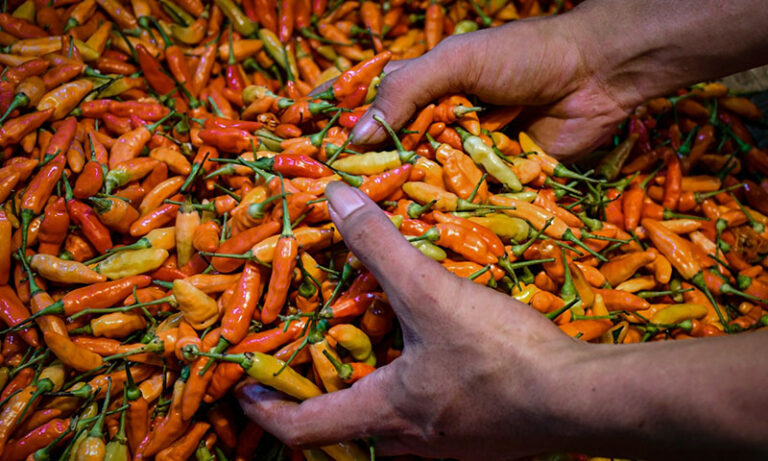 Harga Cabai dan Bawang Merah Melonjak, Mendag ungkap biang keroknya