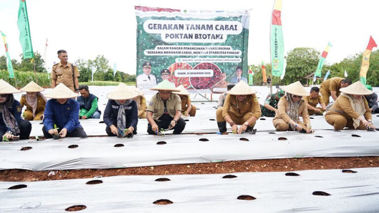 Pemkab Bogor Lakukan Penanaman Cabai Bersama Poktan Biotani Untuk Kendalikan Inflasi Daerah