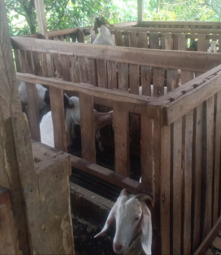 Azkya Farm Cijeruk Fokus Kembangkan Usaha Peternakan Kambing