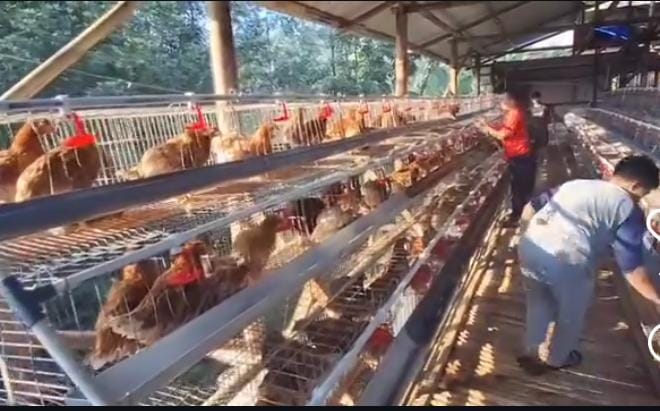 Pemdes Tamansari Perkuat Ketahanan Pangan Lewat Budidaya Ayam Petelur BUMDes Tamansari Mandiri