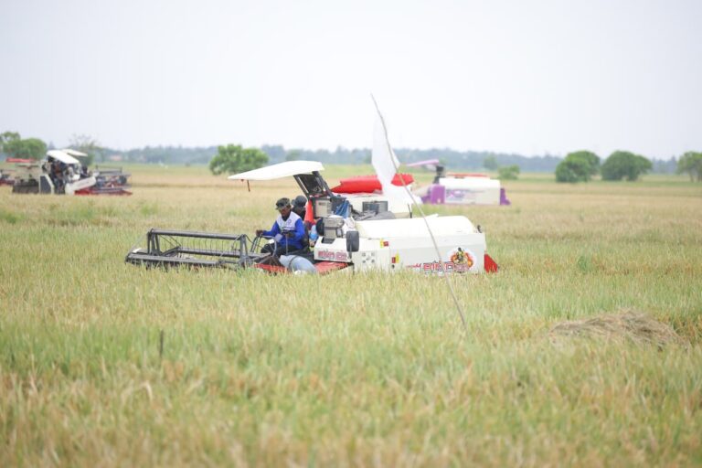 BPS Catat Lonjakan Potensi Produksi Beras Awal 2026, Naik 15,79 Persen